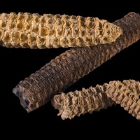 Prehistoric Corn Cobs