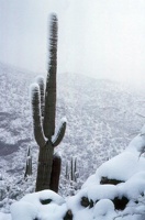 Saguaro in the Snow
