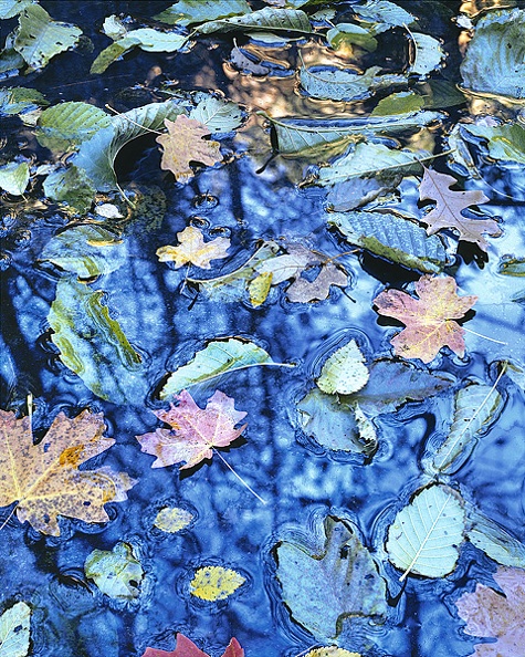 fall_reflections.jpg