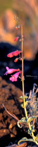 Sunset Crater penstemon