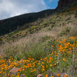 Wildflowers at Tonto National Monument, 2009