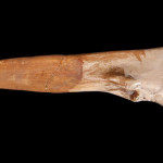 Broken knife or scraper made from bone