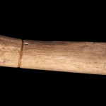 Section of bone possibly used as a cigarette holder or maybe used as supply for bone beads