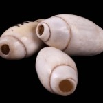 Olivella shell beads