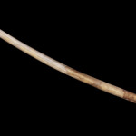 Bone hairpin with rattle snake rattle carved into end, Wupatki