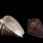 Conus shell