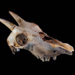 Harrington's Mountain Goat skull, rampart cave