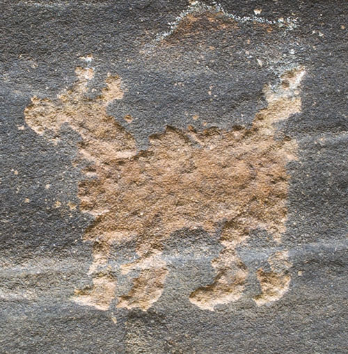 Animal petroglyph pecked into varnished sandstone, Walnut Canyon site WACA 462